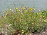 Crepis rhoeadifolia. Цветущее и плодоносящее растение. Крым, предгорья, Партизанское вдхр., пойма р. Альма. 28 июля 2013 г.