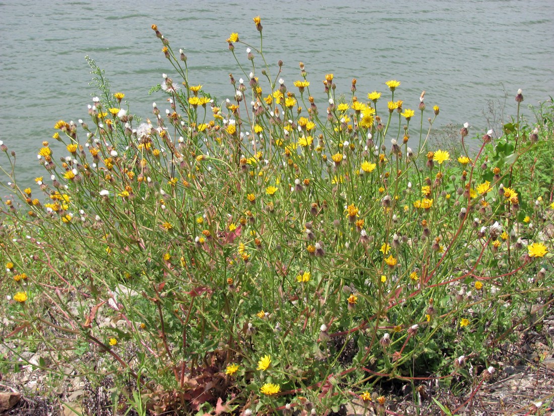 Image of Crepis rhoeadifolia specimen.