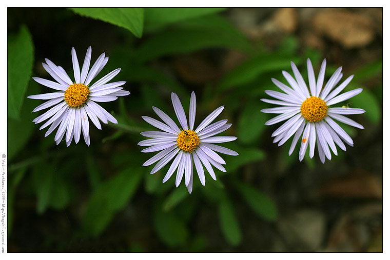 Изображение особи Aster alpinus.