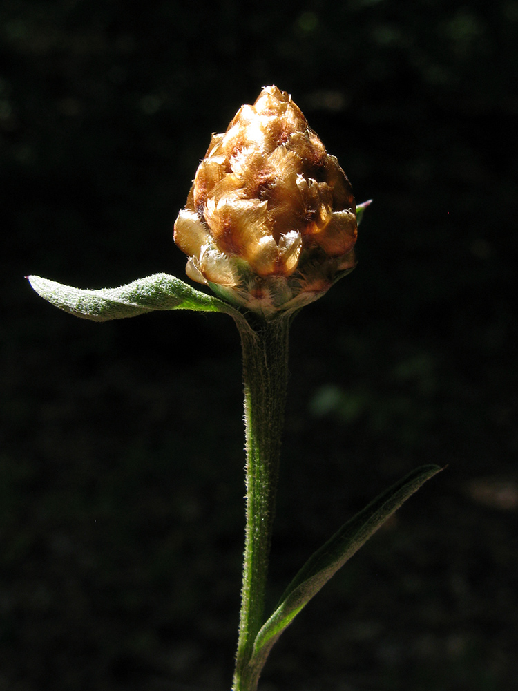 Image of Centaurea jacea ssp. substituta specimen.