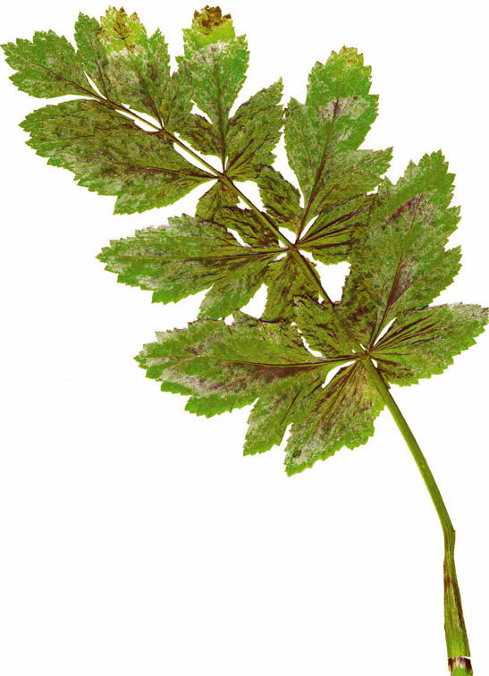 Image of Pastinaca sativa specimen.