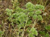 Echium vulgare