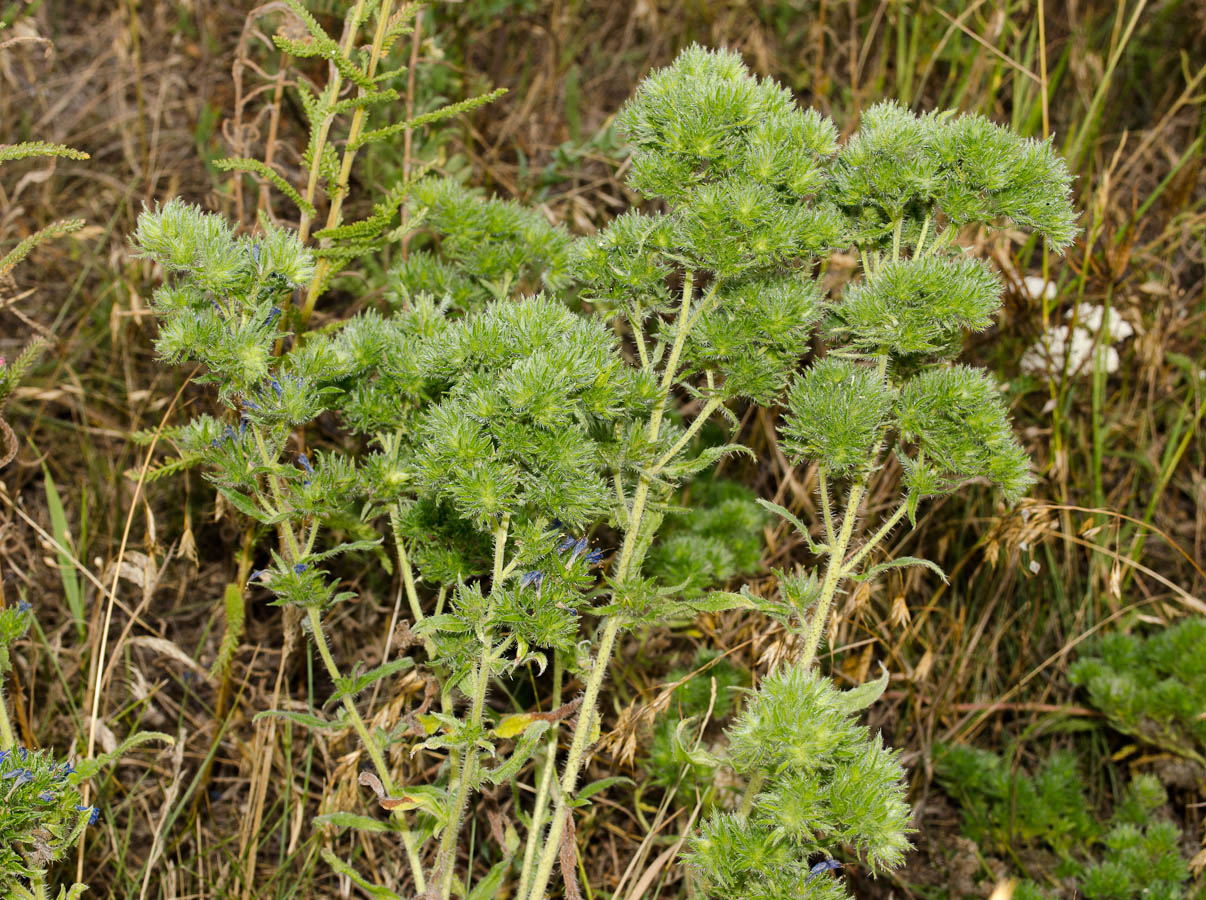 Image of Echium vulgare specimen.