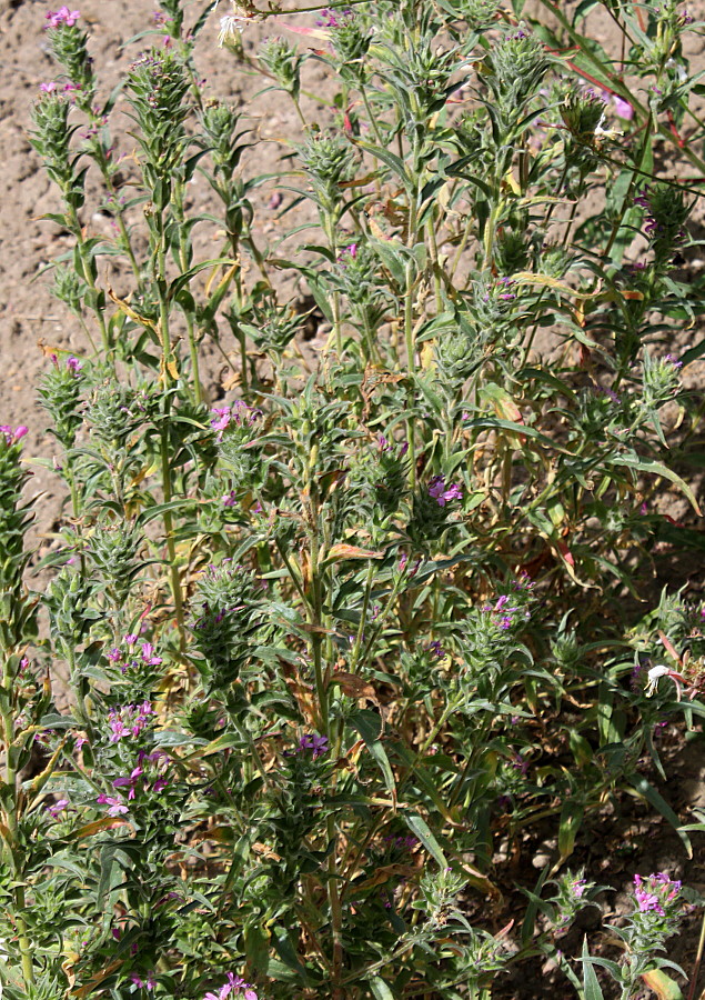 Изображение особи род Epilobium.