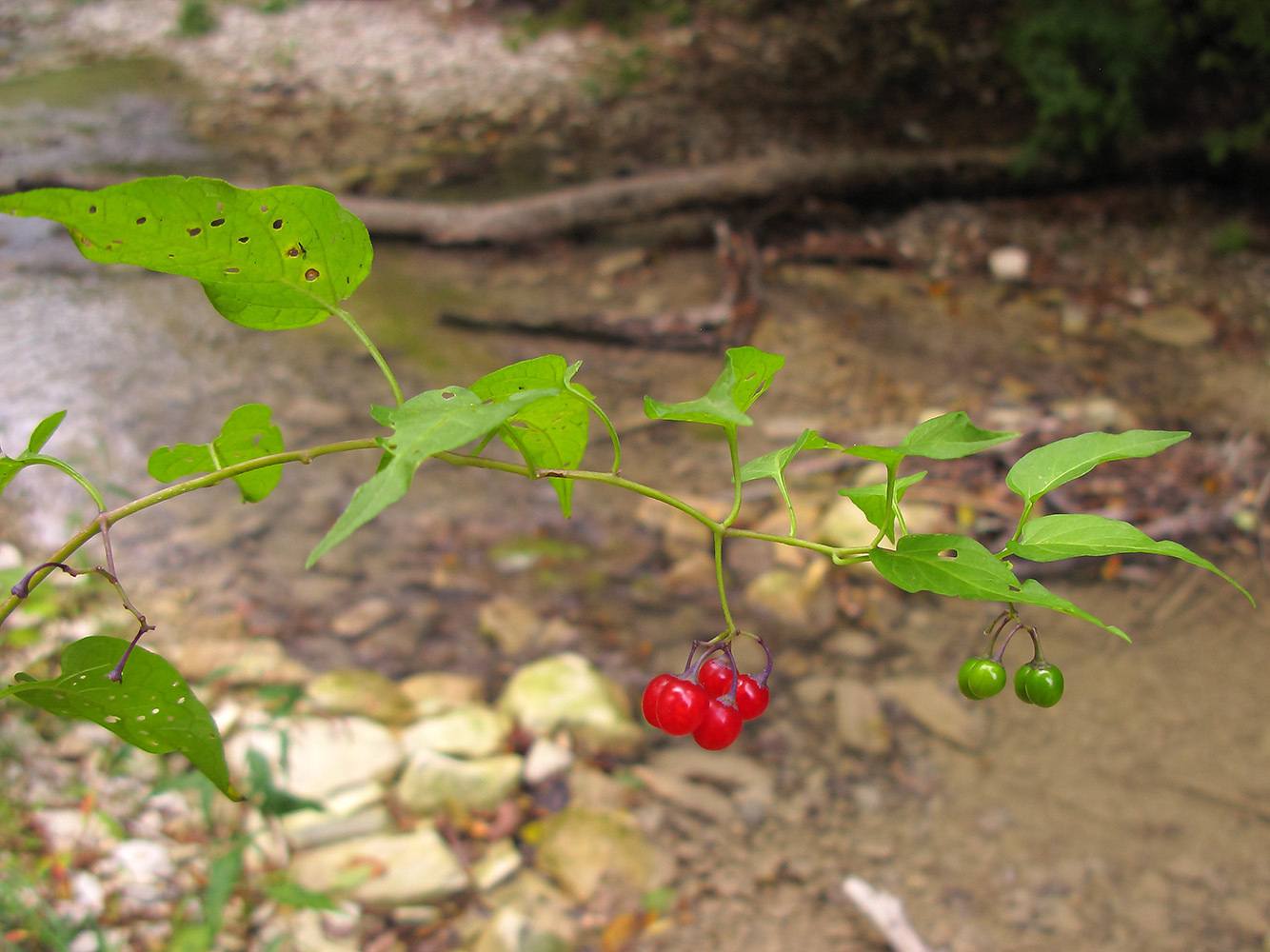 Image of Solanum dulcamara specimen.