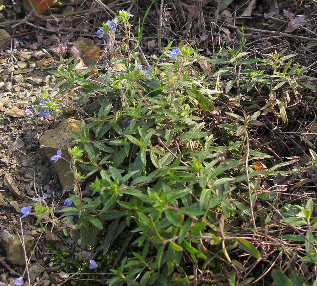 Image of Veronica umbrosa specimen.