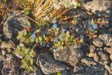 Vaccinium uliginosum subspecies microphyllum