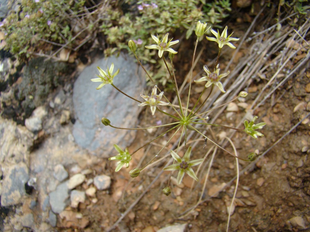 Изображение особи Allium viridiflorum.