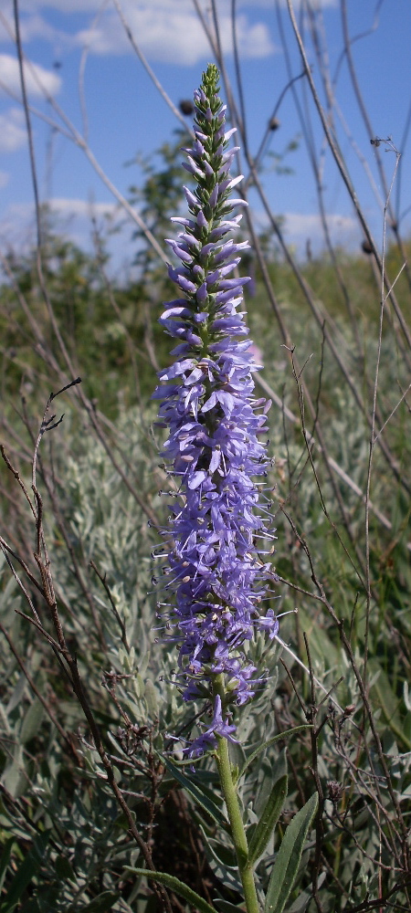 Image of Veronica viscosula specimen.