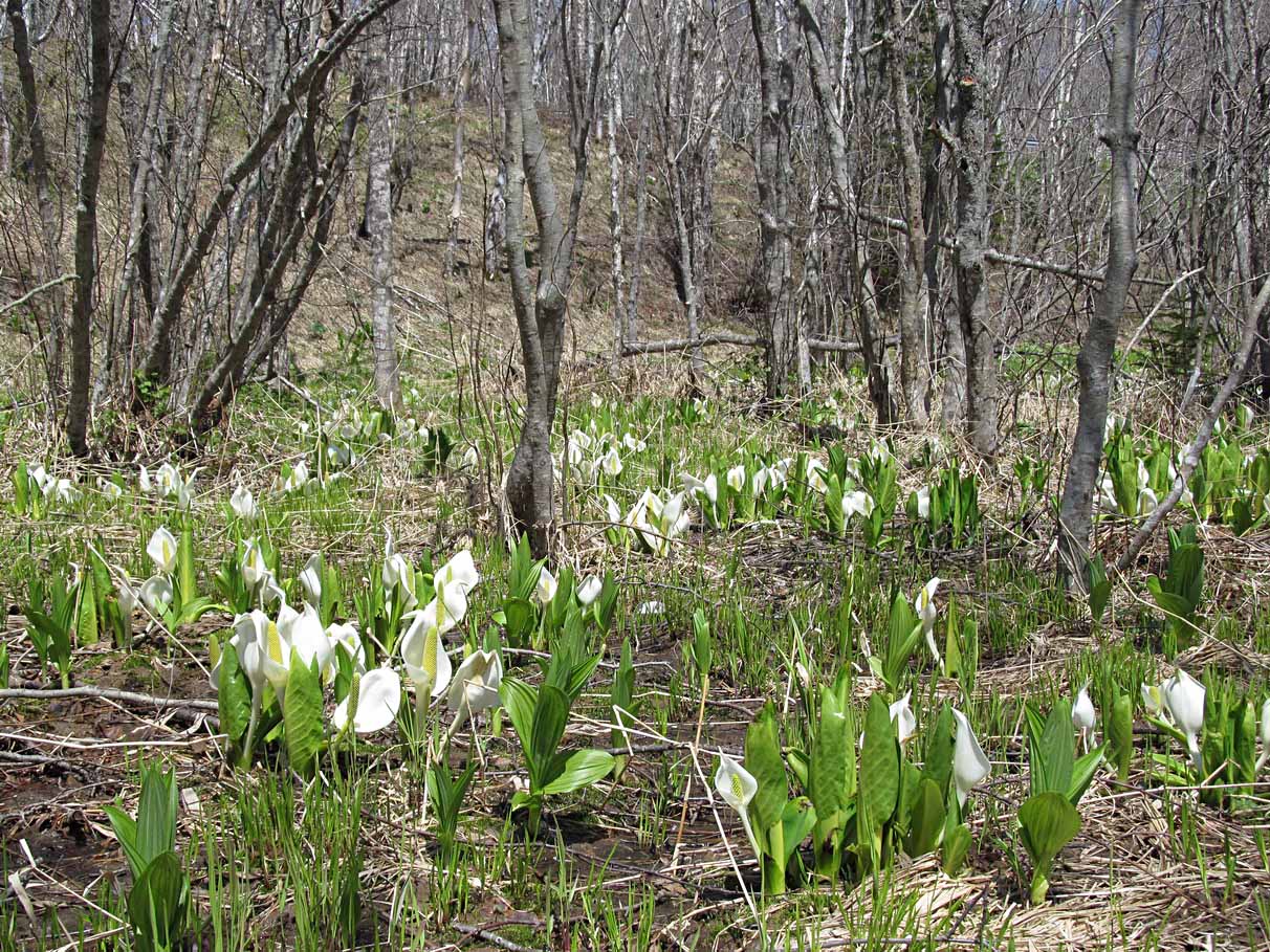 Image of Lysichiton camtschatcensis specimen.