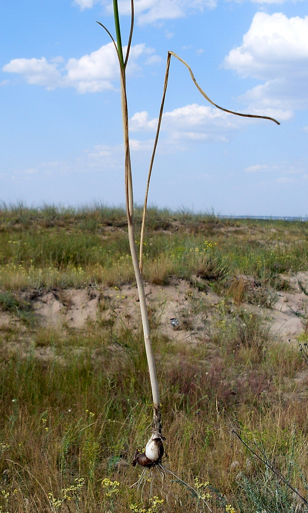 Изображение особи Allium sphaerocephalon.