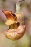 Aristolochia californica. Цветок. США, Калифорния, Санта-Барбара, ботанический сад. 18.02.2014.