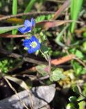 Veronica triphyllos