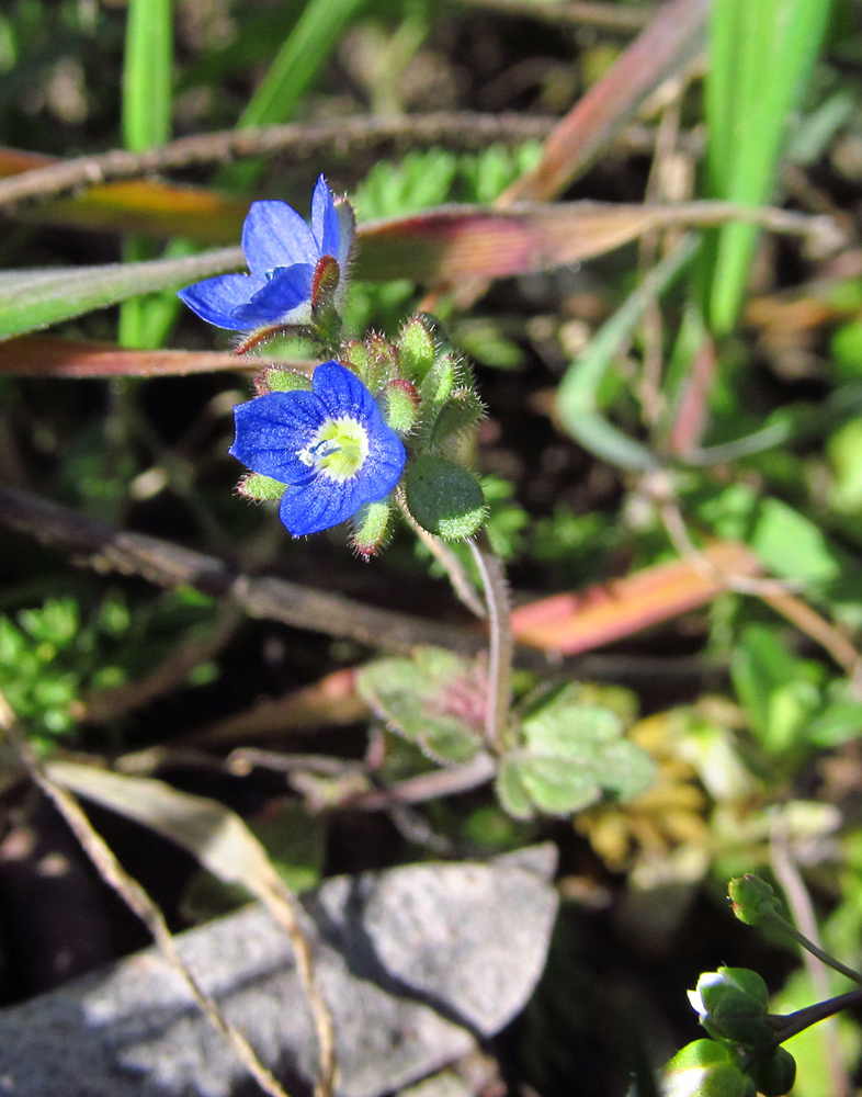 Image of Veronica triphyllos specimen.