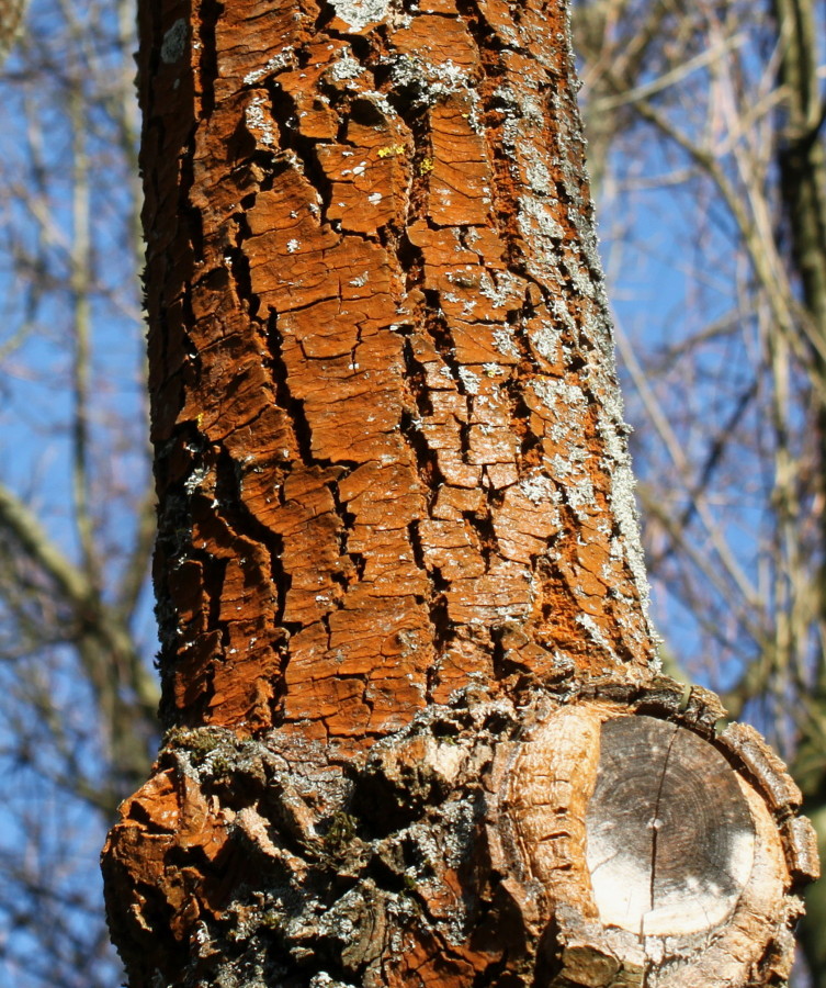 Image of Fraxinus bungeana specimen.