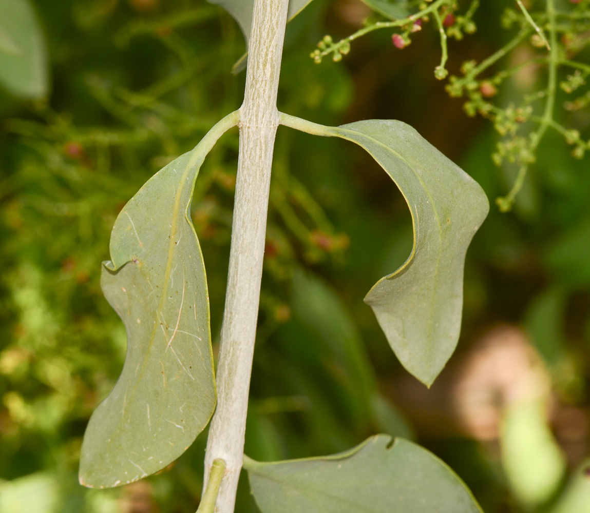 Image of Salvadora persica specimen.