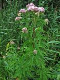 Eupatorium cannabinum