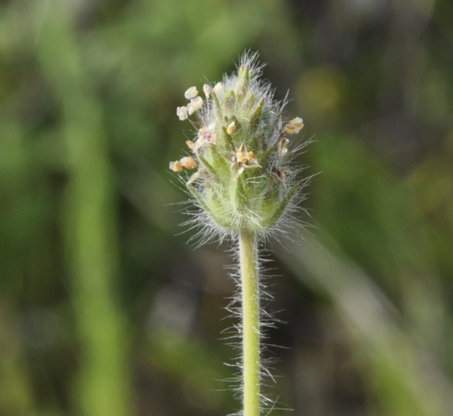 Изображение особи Plantago lagopus.