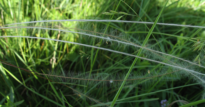 Изображение особи Stipa pennata.