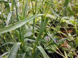 Dianthus fischeri