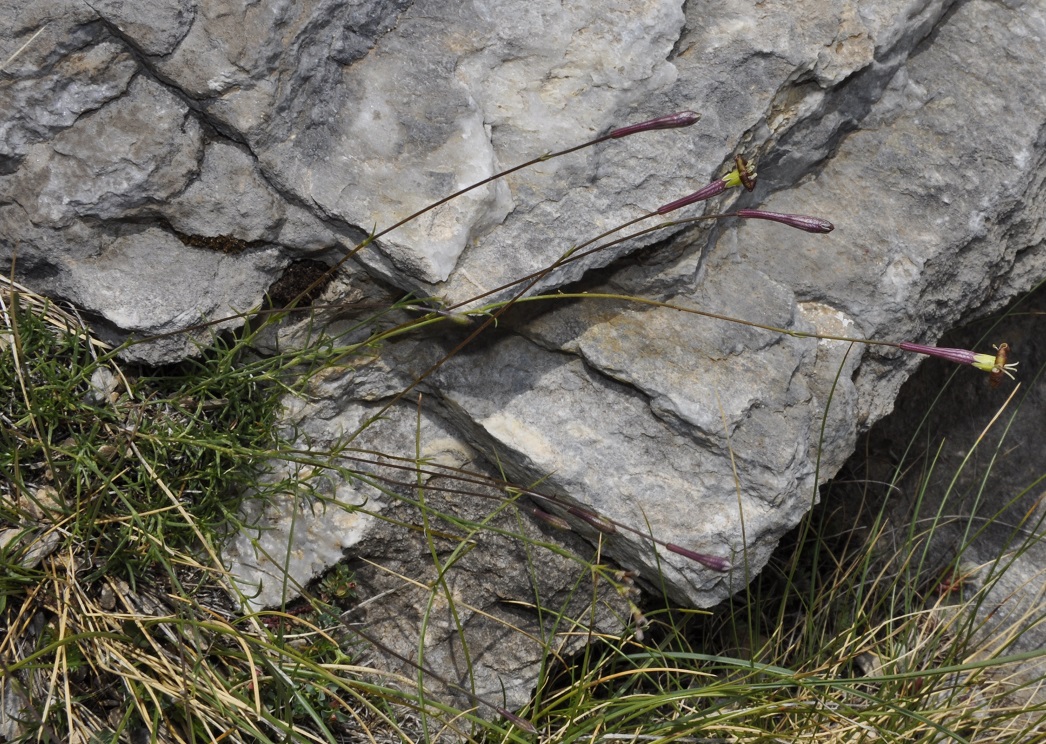 Image of Silene parnassica ssp. dionysii specimen.