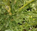 Смотреть изображение Senecio grandidentatus