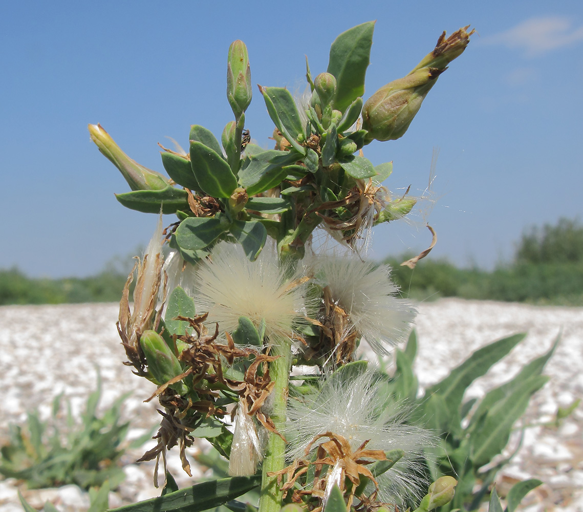 Image of Lactuca tatarica specimen.