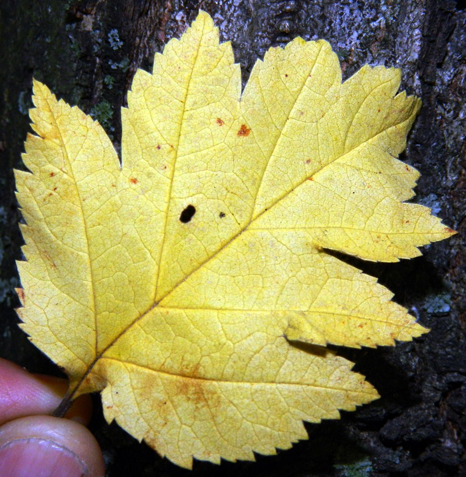 Изображение особи род Crataegus.