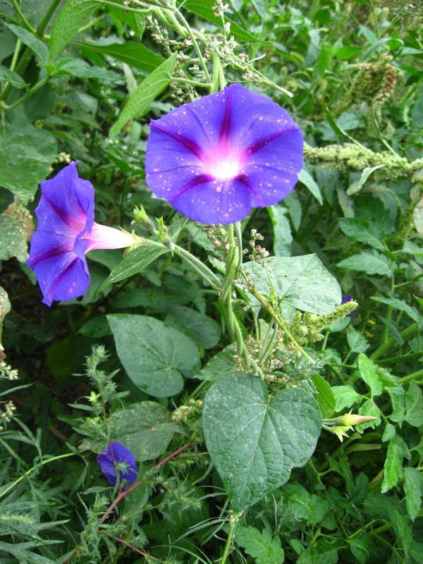 Image of Ipomoea purpurea specimen.