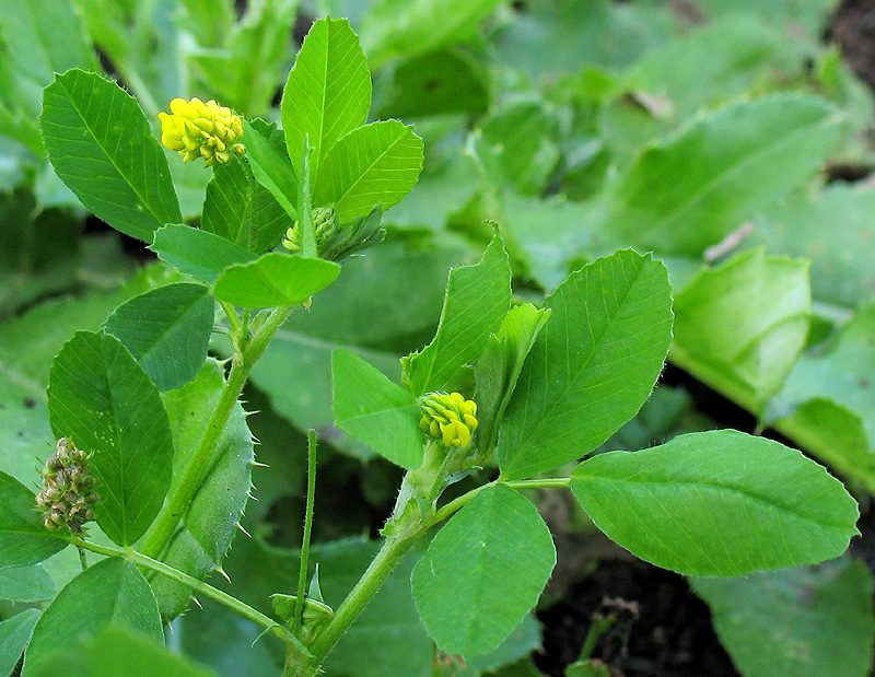 Image of Medicago lupulina specimen.