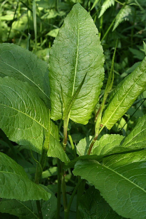 Image of Rumex obtusifolius specimen.