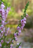 Calluna vulgaris. Ветвь с цветками. Ленинградская обл., Тосненский р-н, пос. Шапки. Июль 2006 г.