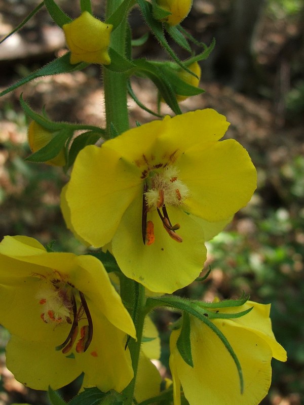 Изображение особи Verbascum spectabile.