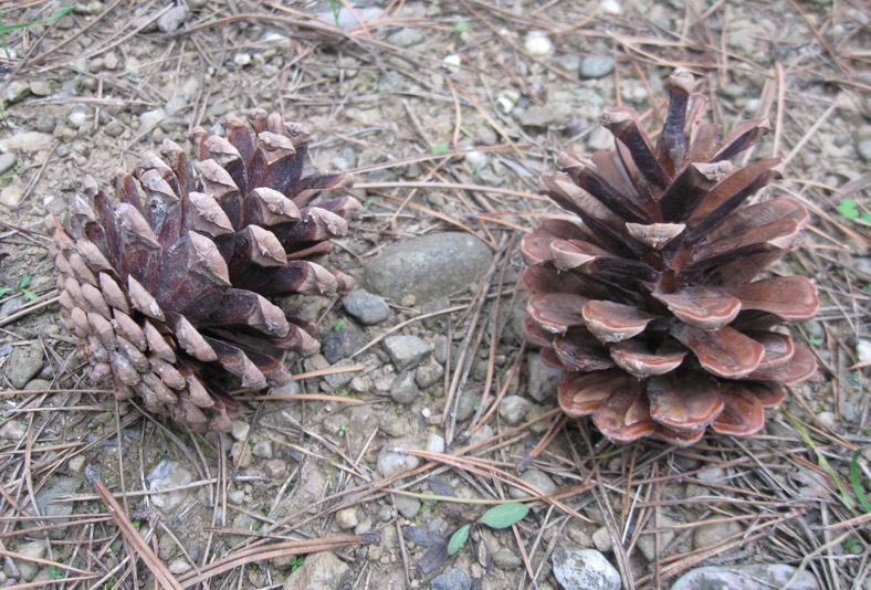 Изображение особи Pinus pallasiana.