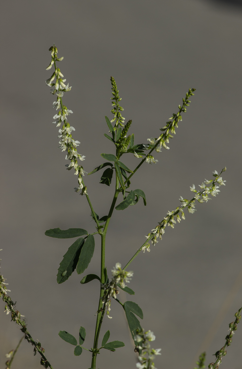 Изображение особи Melilotus albus.