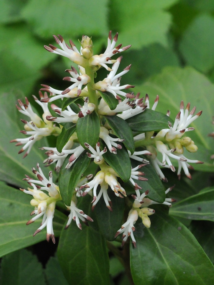 Image of Pachysandra terminalis specimen.