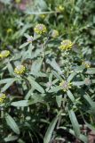 Alyssum turkestanicum variety desertorum