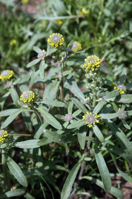 Image of Alyssum turkestanicum var. desertorum specimen.