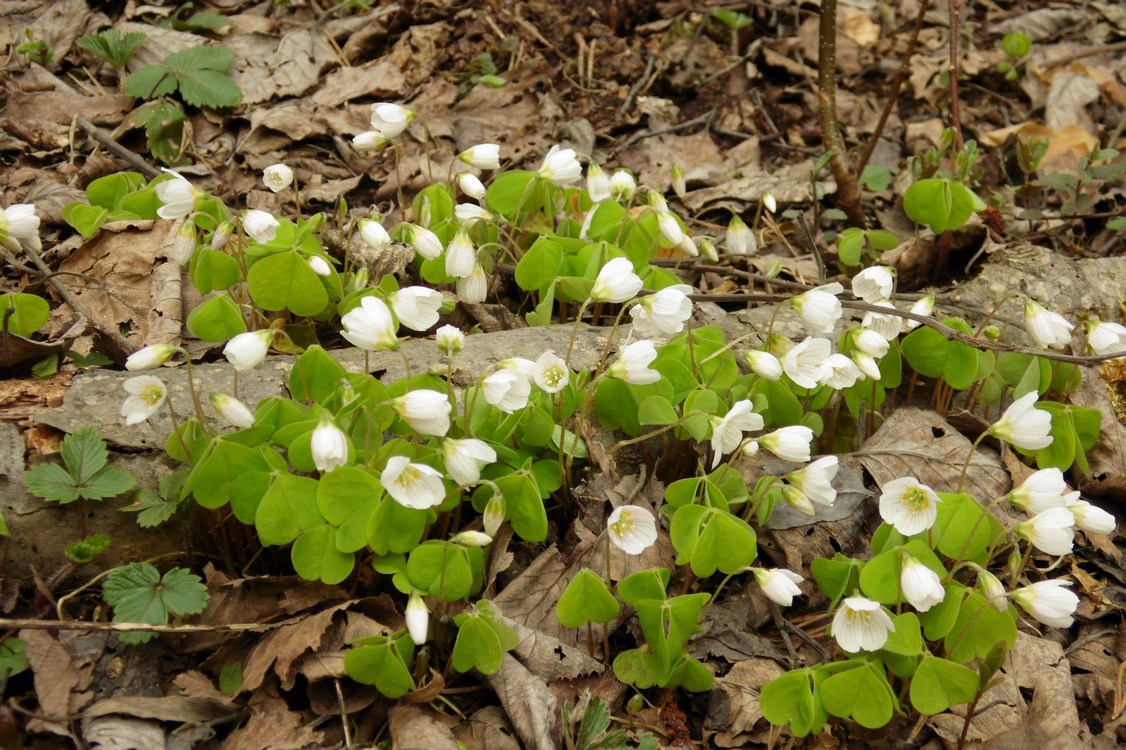 Image of Oxalis acetosella specimen.