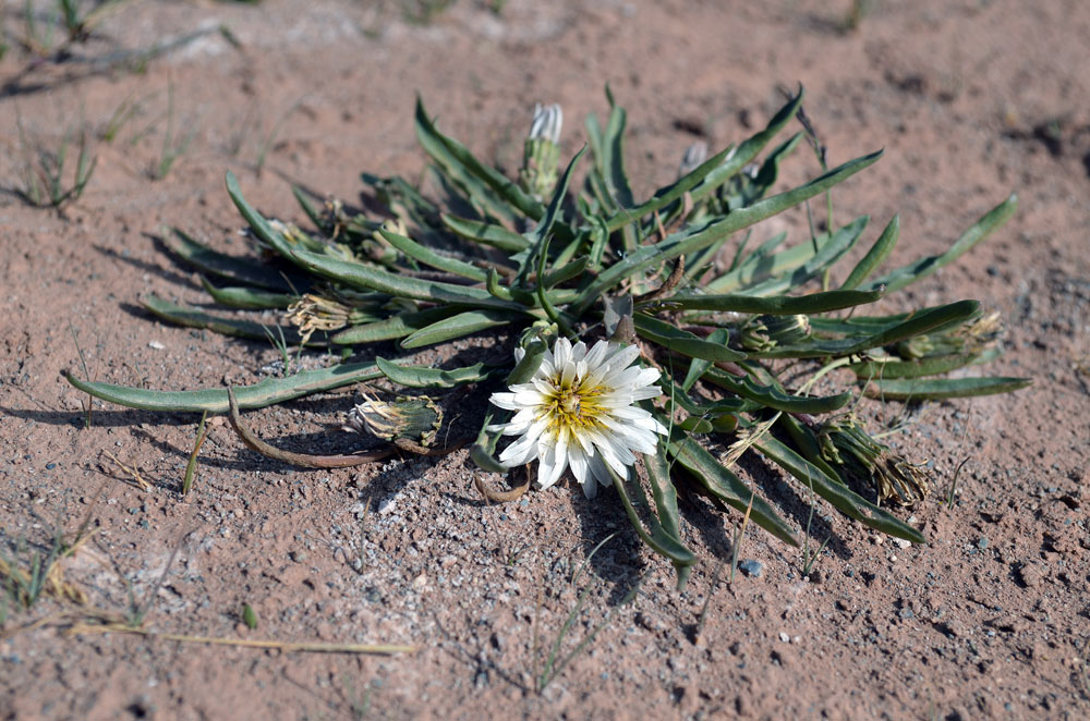 Image of Taraxacum leucanthum specimen.