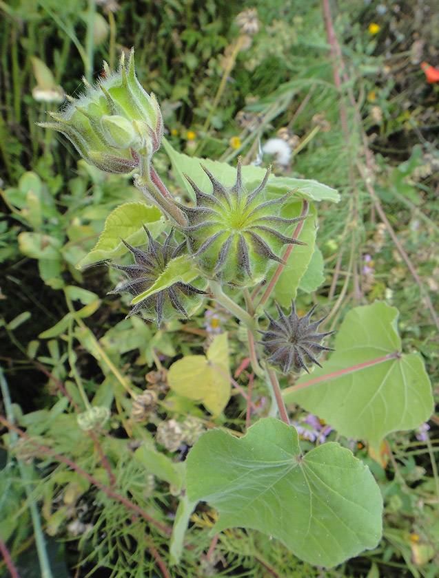 Image of Abutilon theophrasti specimen.