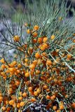 Ephedra equisetina