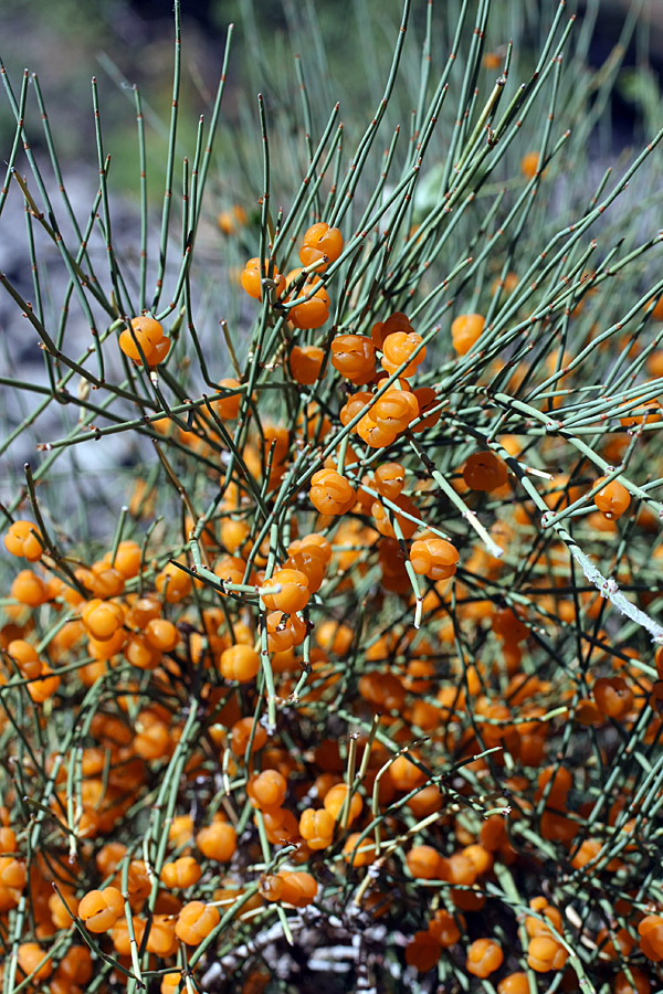 Image of Ephedra equisetina specimen.