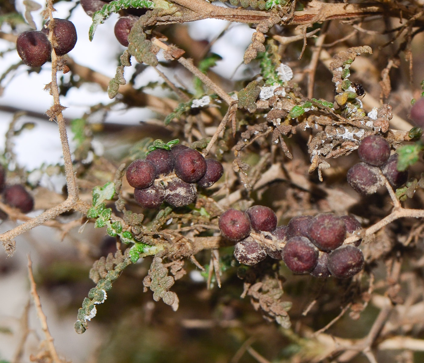 Изображение особи Sarcopoterium spinosum.