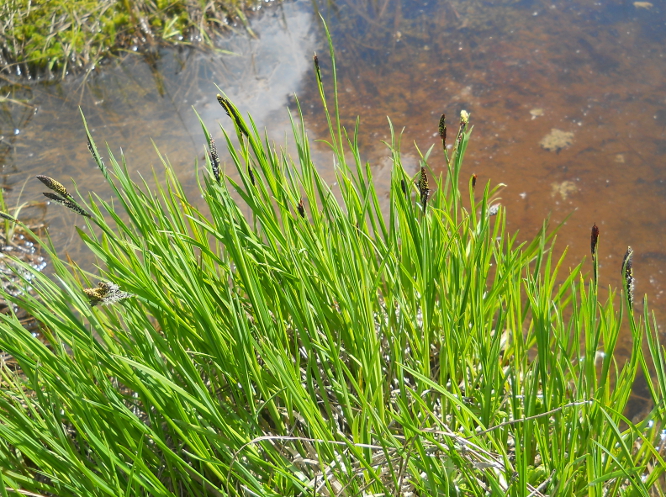 Изображение особи Carex transcaucasica.