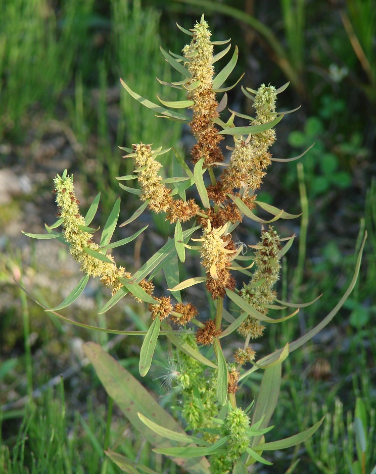 Изображение особи Rumex maritimus.