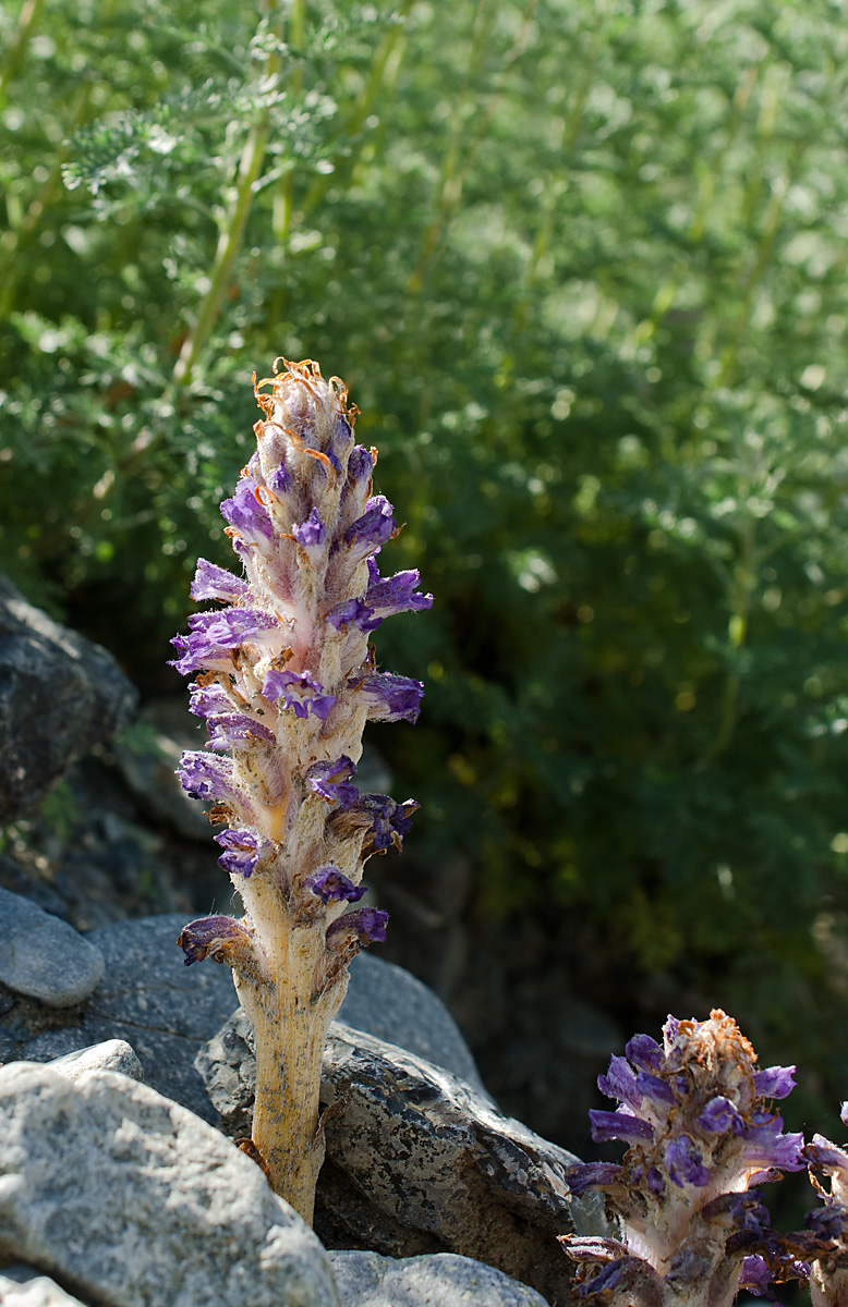 Image of Orobanche coerulescens specimen.