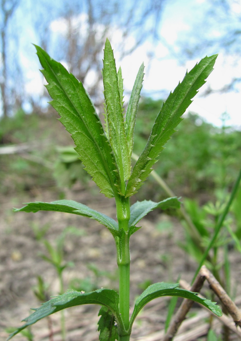 Изображение особи Veronica longifolia.