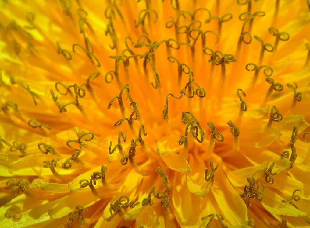 Image of genus Taraxacum specimen.