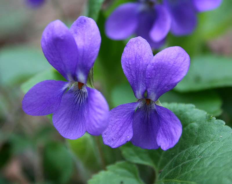 Image of genus Viola specimen.